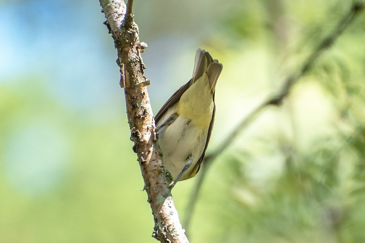 Red-eyed Vireo - ML624204771