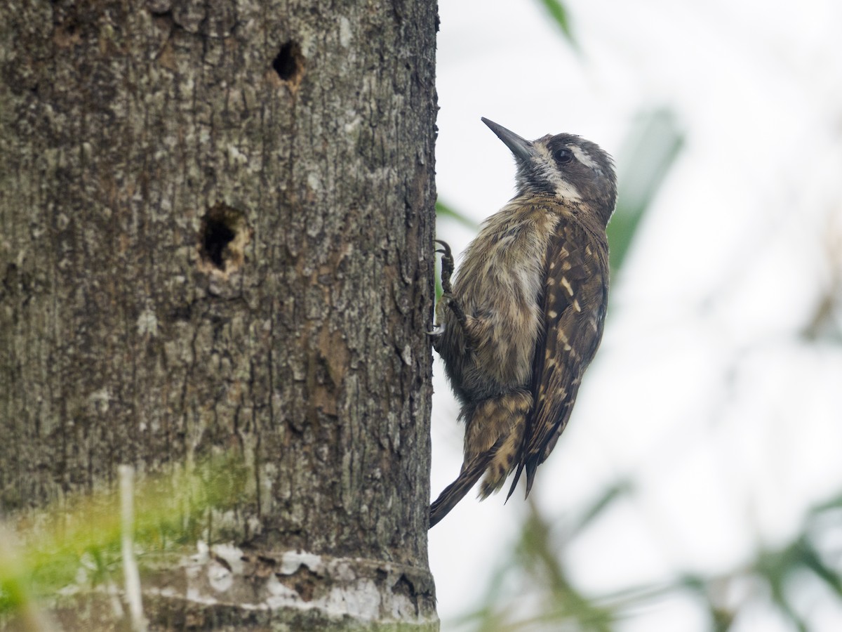 Sulawesi Pygmy Woodpecker - ML624204773