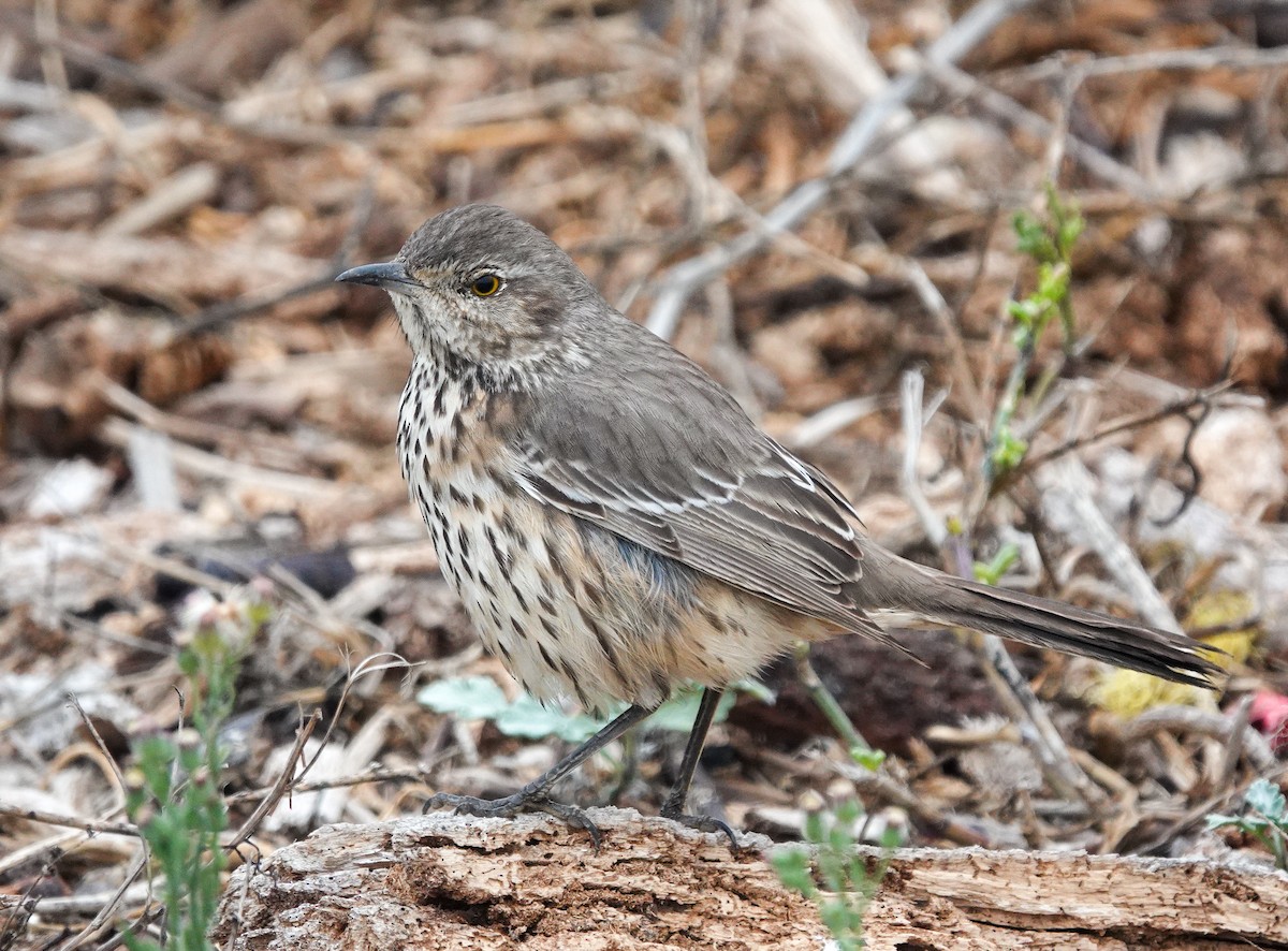 Sage Thrasher - ML624204777