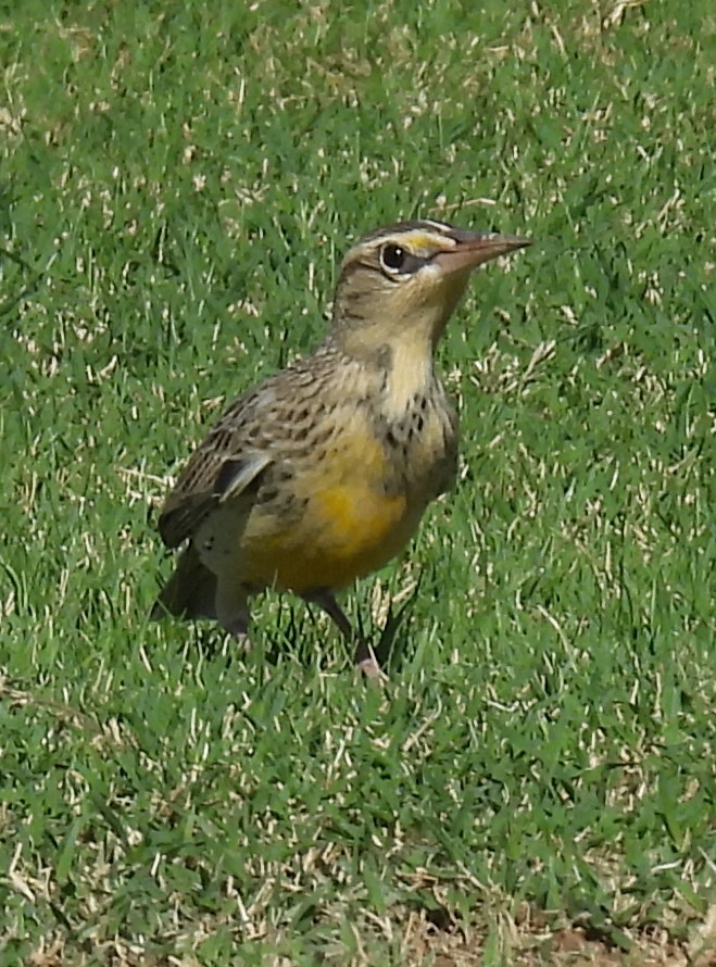 Western Meadowlark - ML624204782