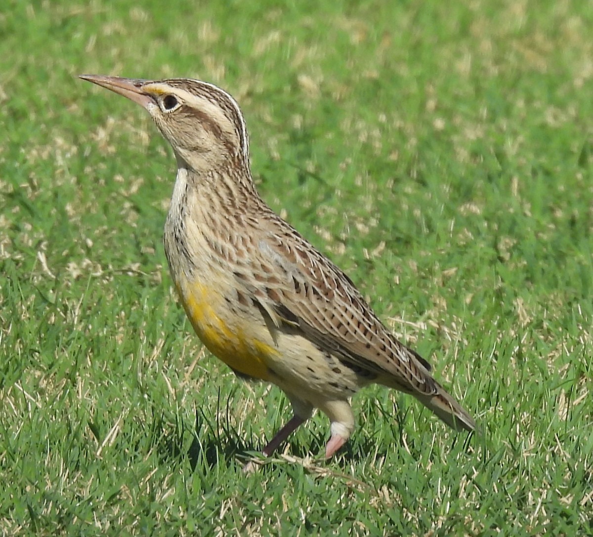 Western Meadowlark - ML624204784