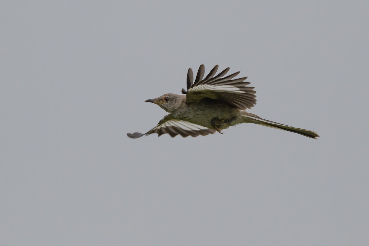 Northern Mockingbird - ML624204802