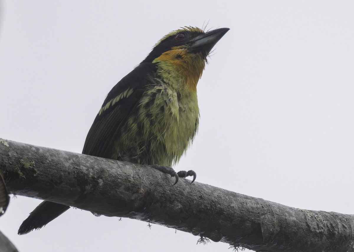 Gilded Barbet - ML624204803