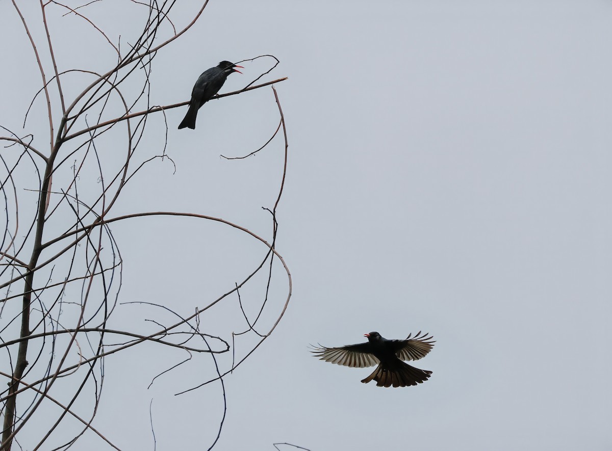 Black Bulbul - Peter Crosson