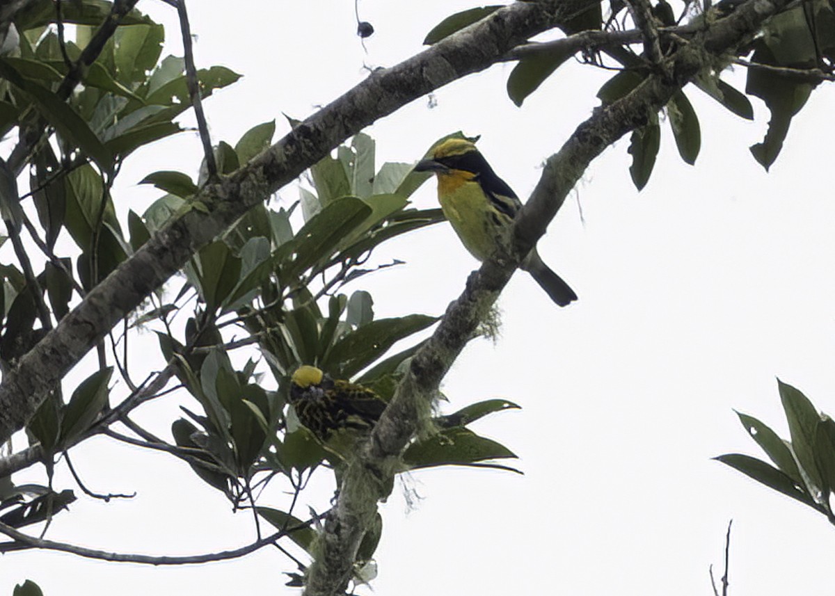 Gilded Barbet - ML624204807