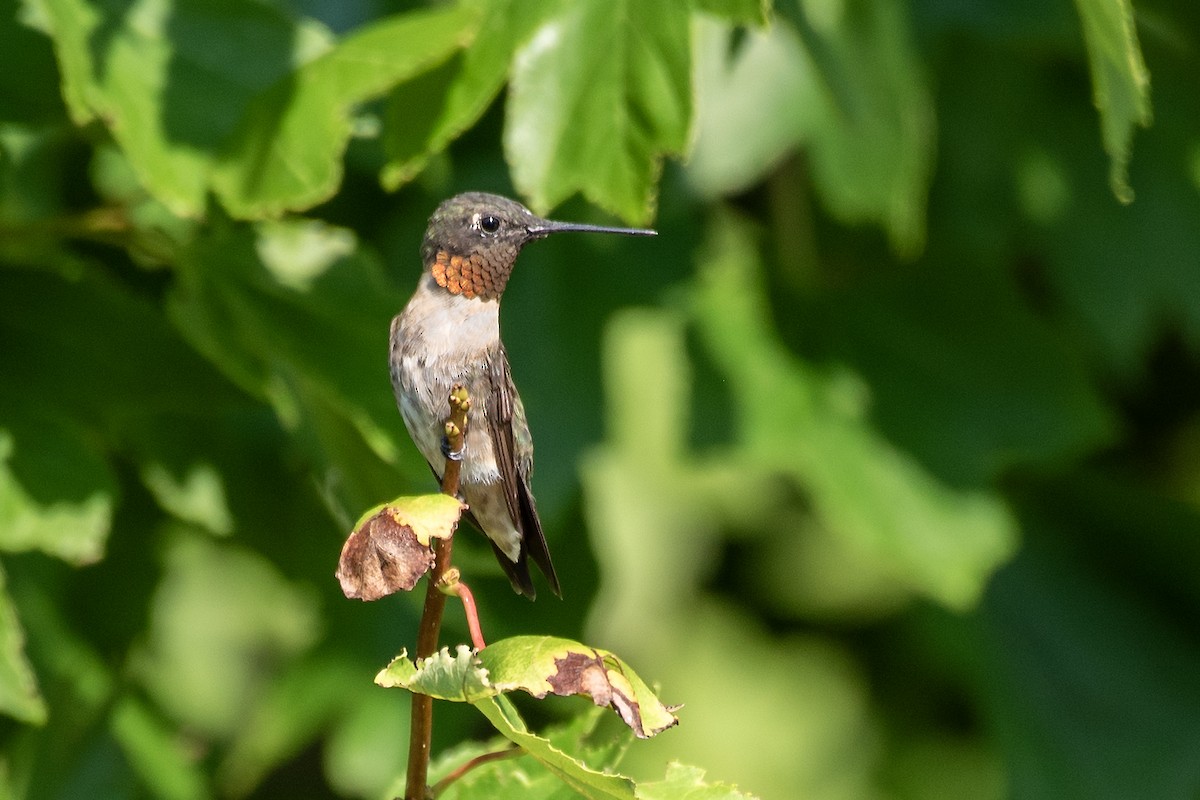 Ruby-throated Hummingbird - ML624204809