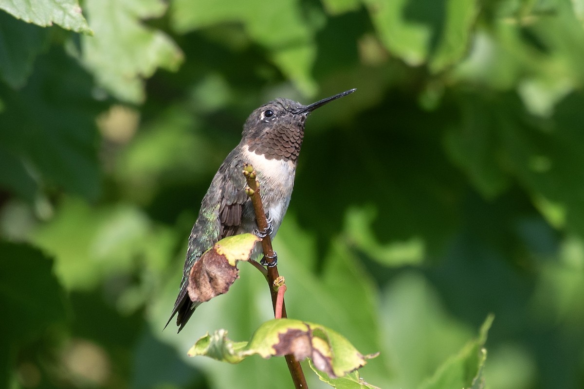 Ruby-throated Hummingbird - ML624204810