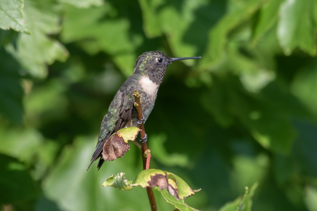 Ruby-throated Hummingbird - ML624204811