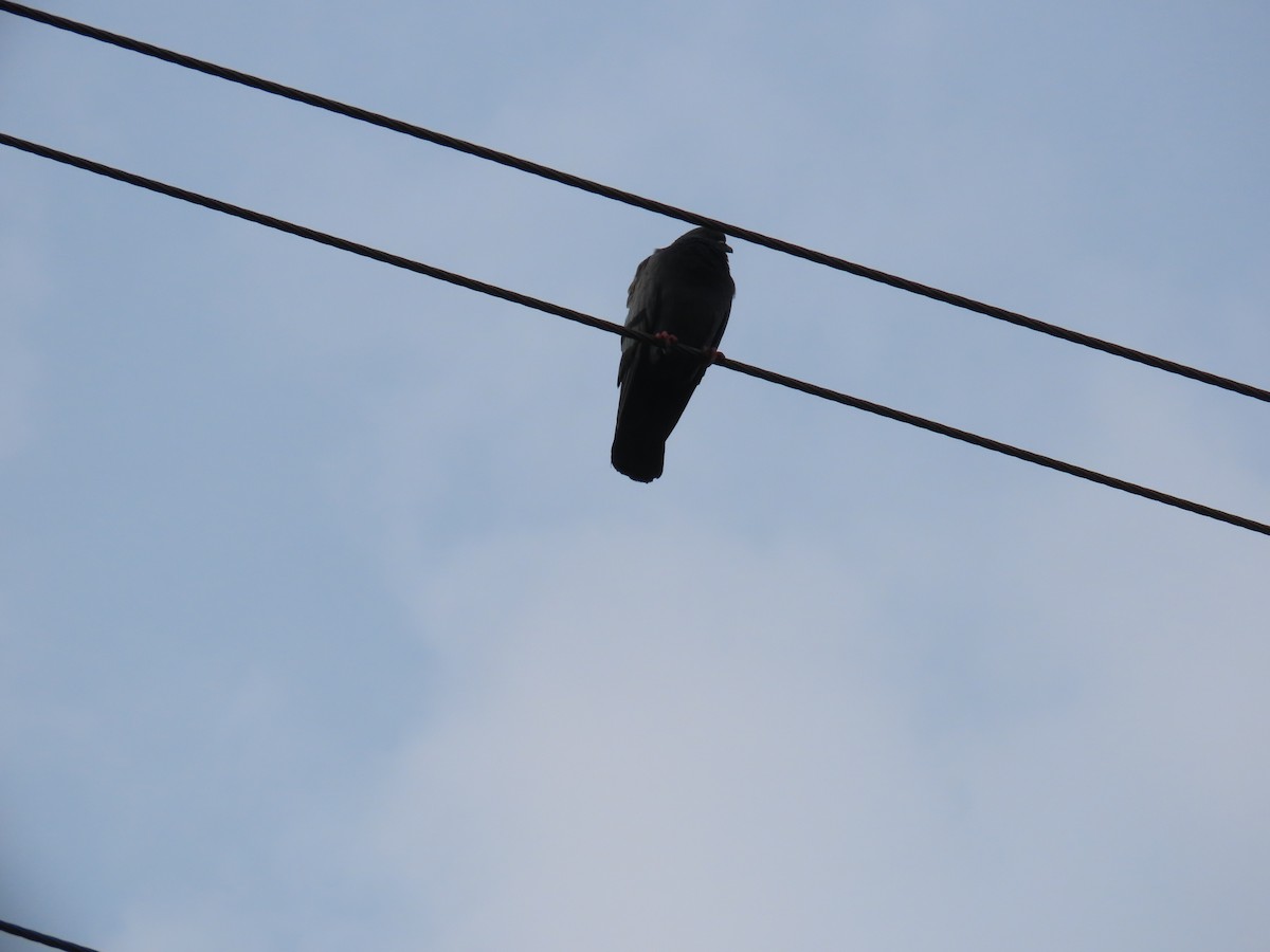 Rock Pigeon (Feral Pigeon) - ML624204812