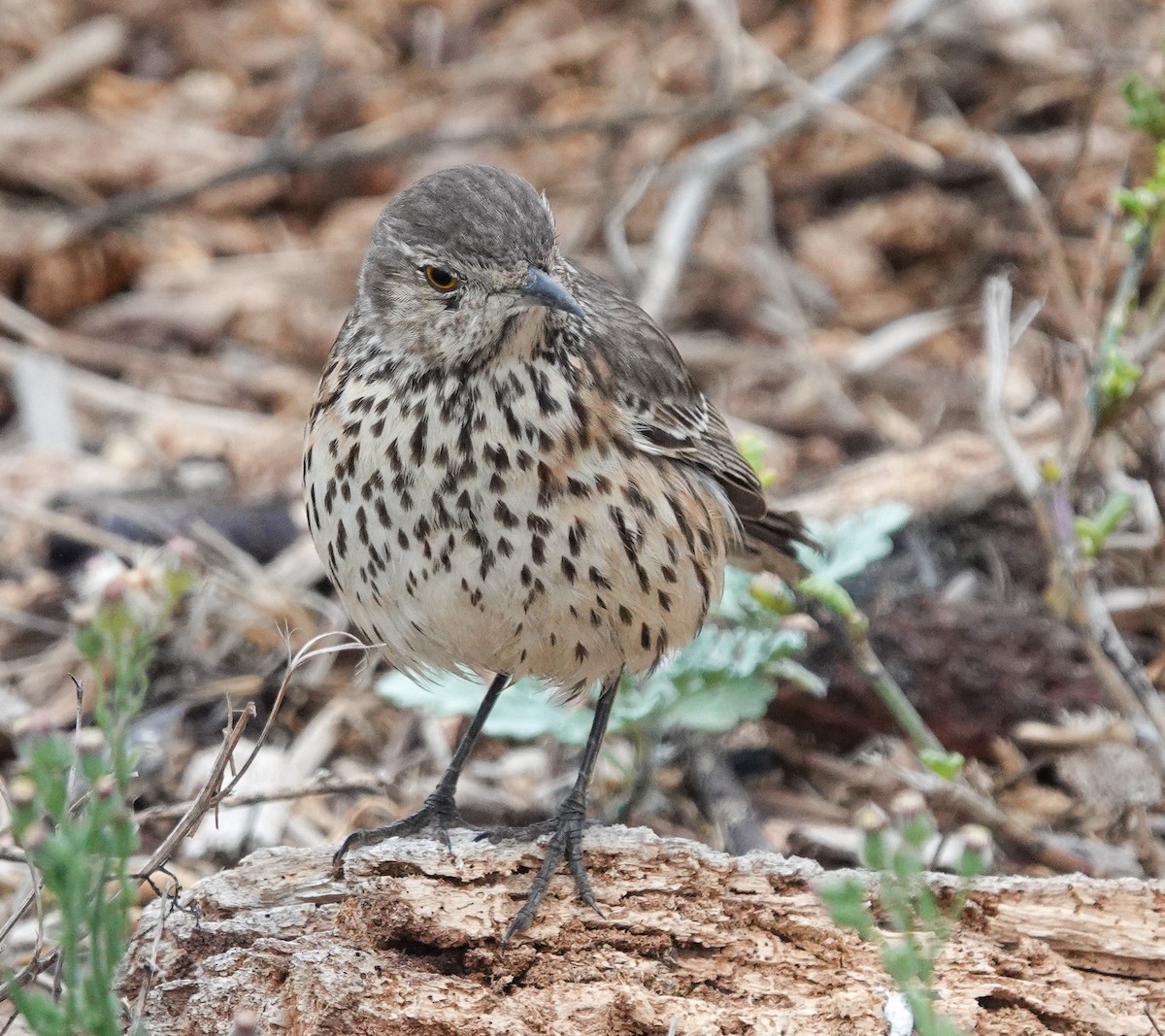 Sage Thrasher - ML624204821