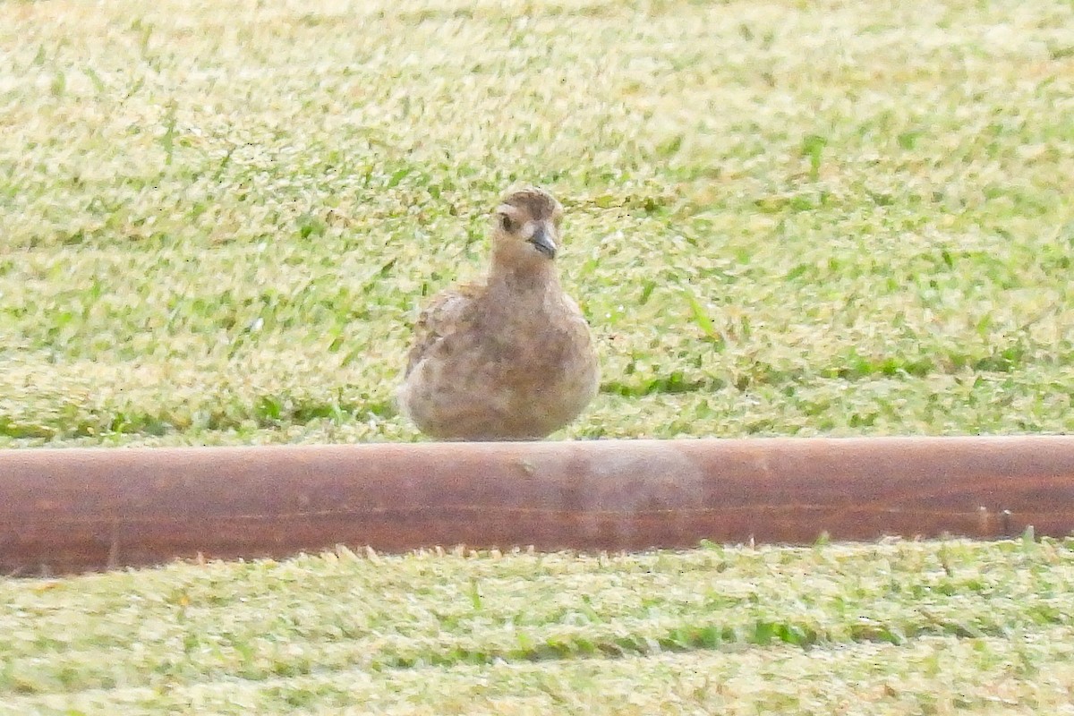 Pacific Golden-Plover - ML624204833