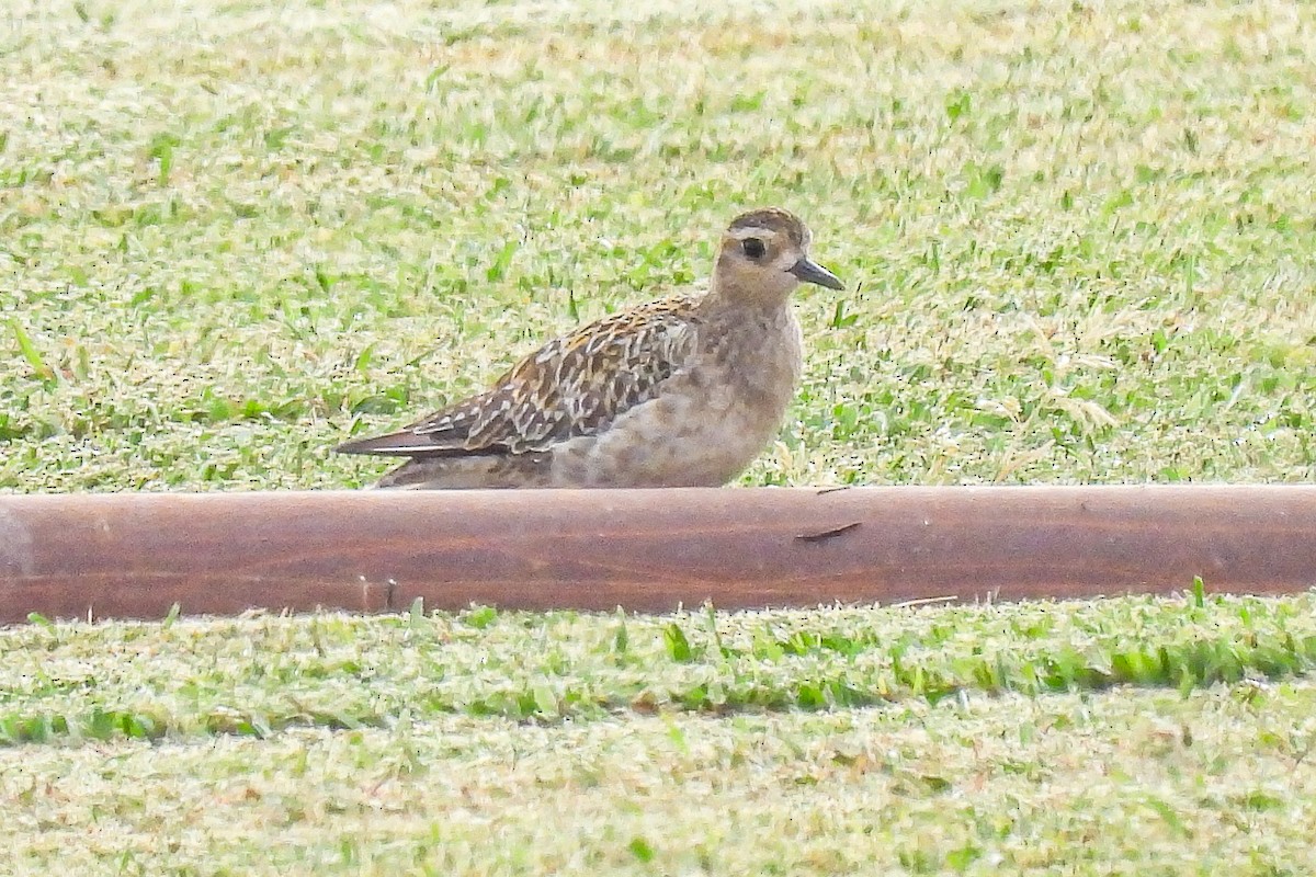 Chorlito Dorado Siberiano - ML624204834