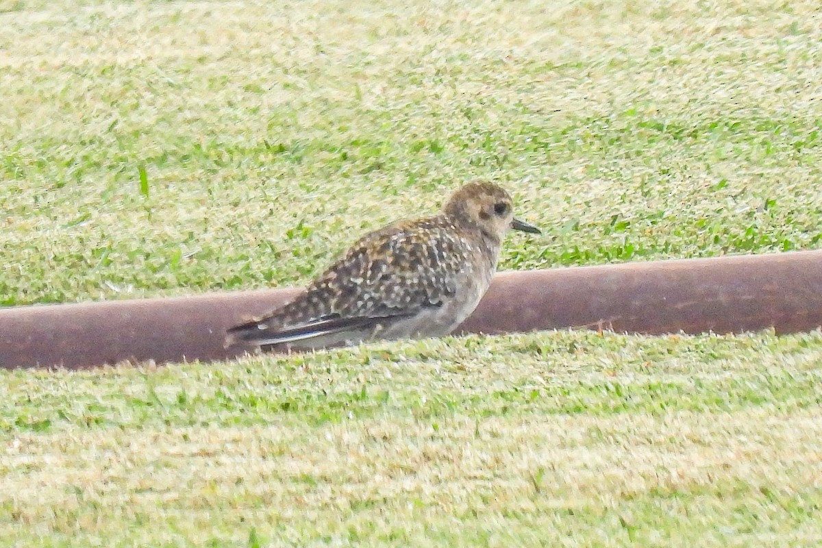 Chorlito Dorado Siberiano - ML624204835