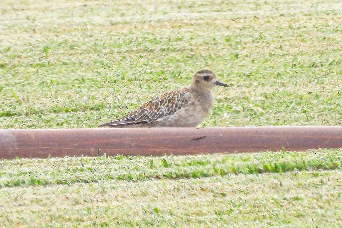 Chorlito Dorado Siberiano - ML624204837