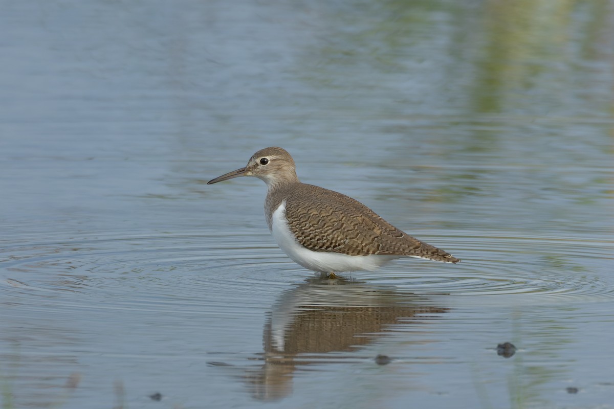 Common Sandpiper - ML624204871