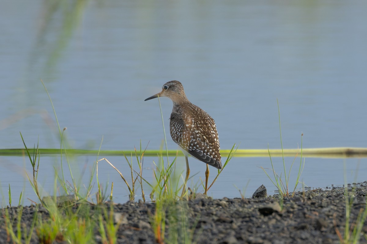 Wood Sandpiper - ML624204875