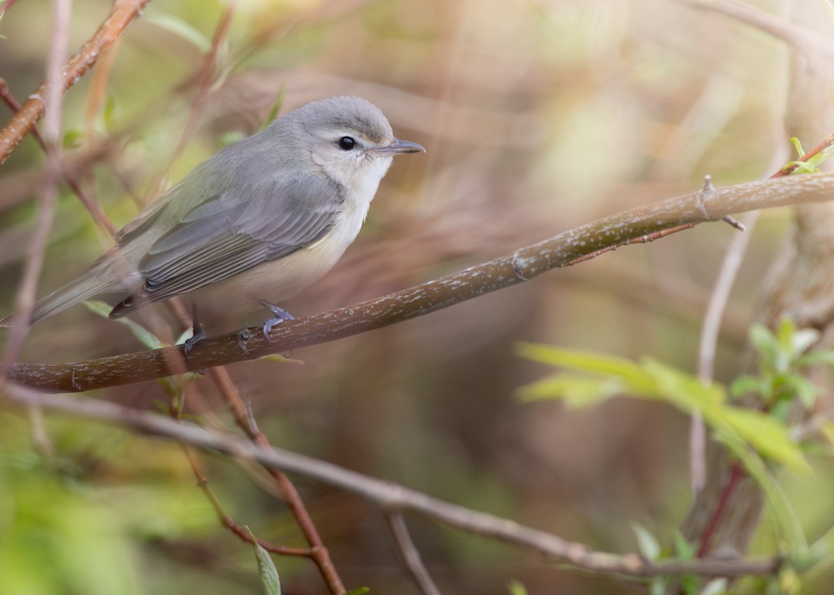 Warbling Vireo (Eastern) - ML624204876