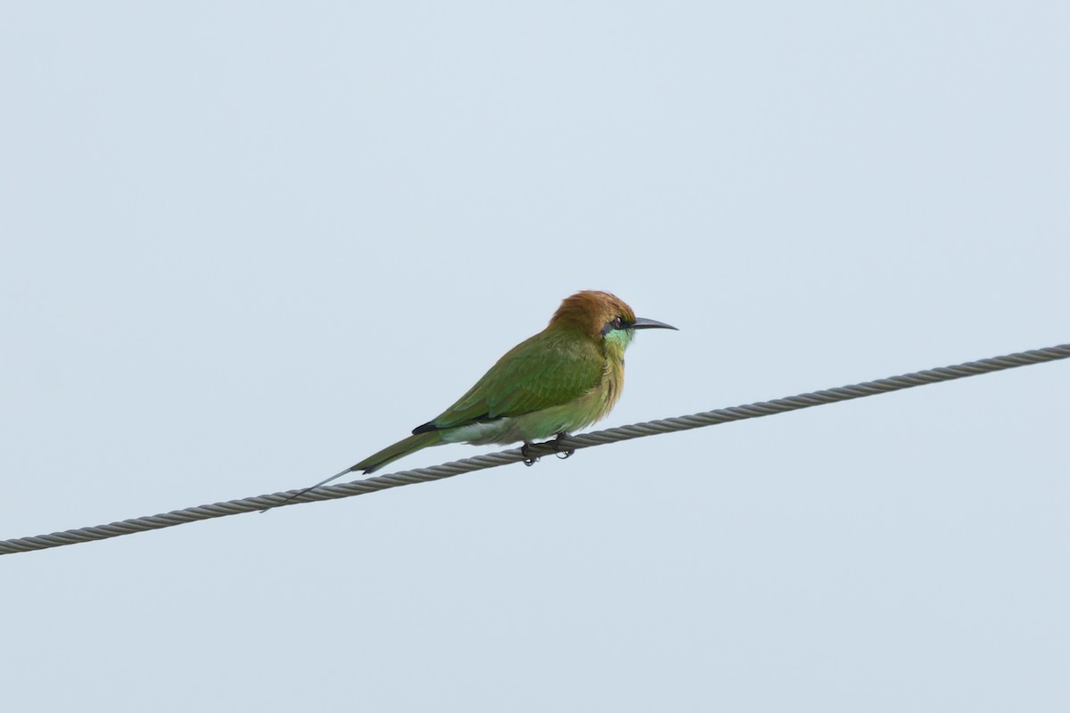 Asian Green Bee-eater - ML624204879