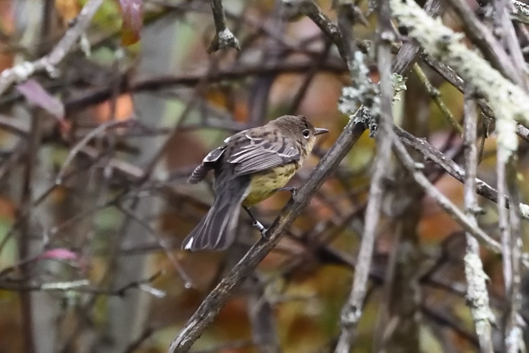 Kirtland's Warbler - ML624204884