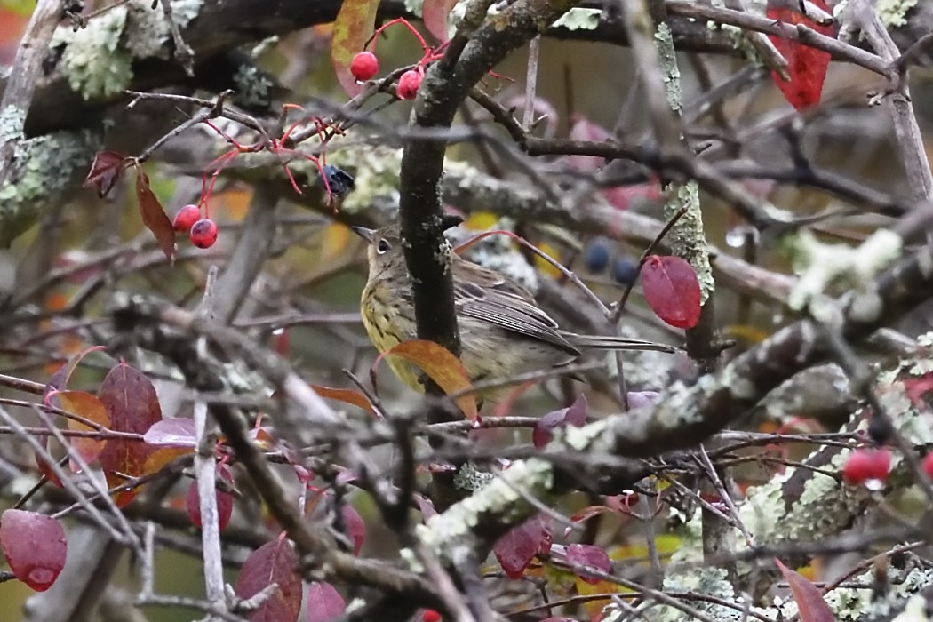 Kirtland's Warbler - ML624204885