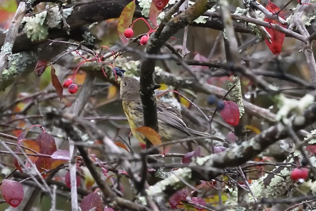 Kirtland's Warbler - ML624204886