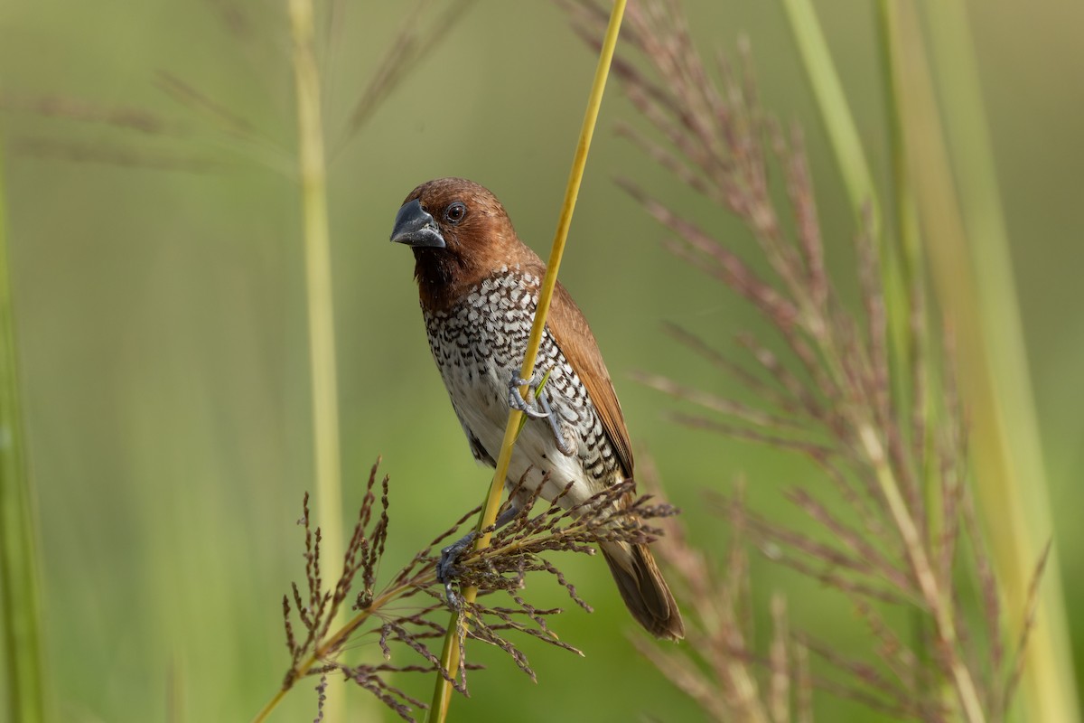 Scaly-breasted Munia - ML624204887