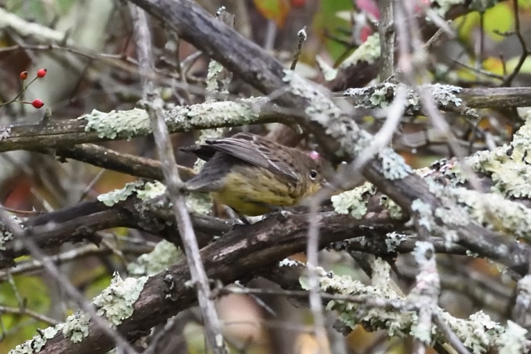 Kirtland's Warbler - ML624204889