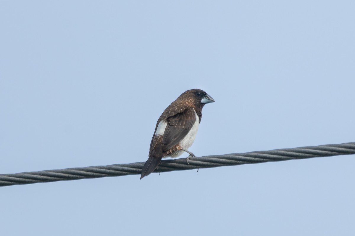 White-rumped Munia - ML624204890