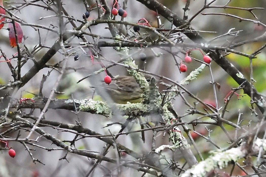 Kirtland's Warbler - ML624204891