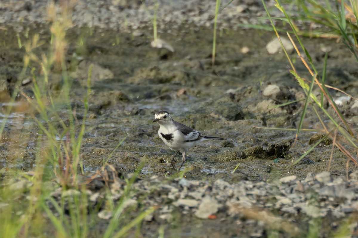 White Wagtail - ML624204897