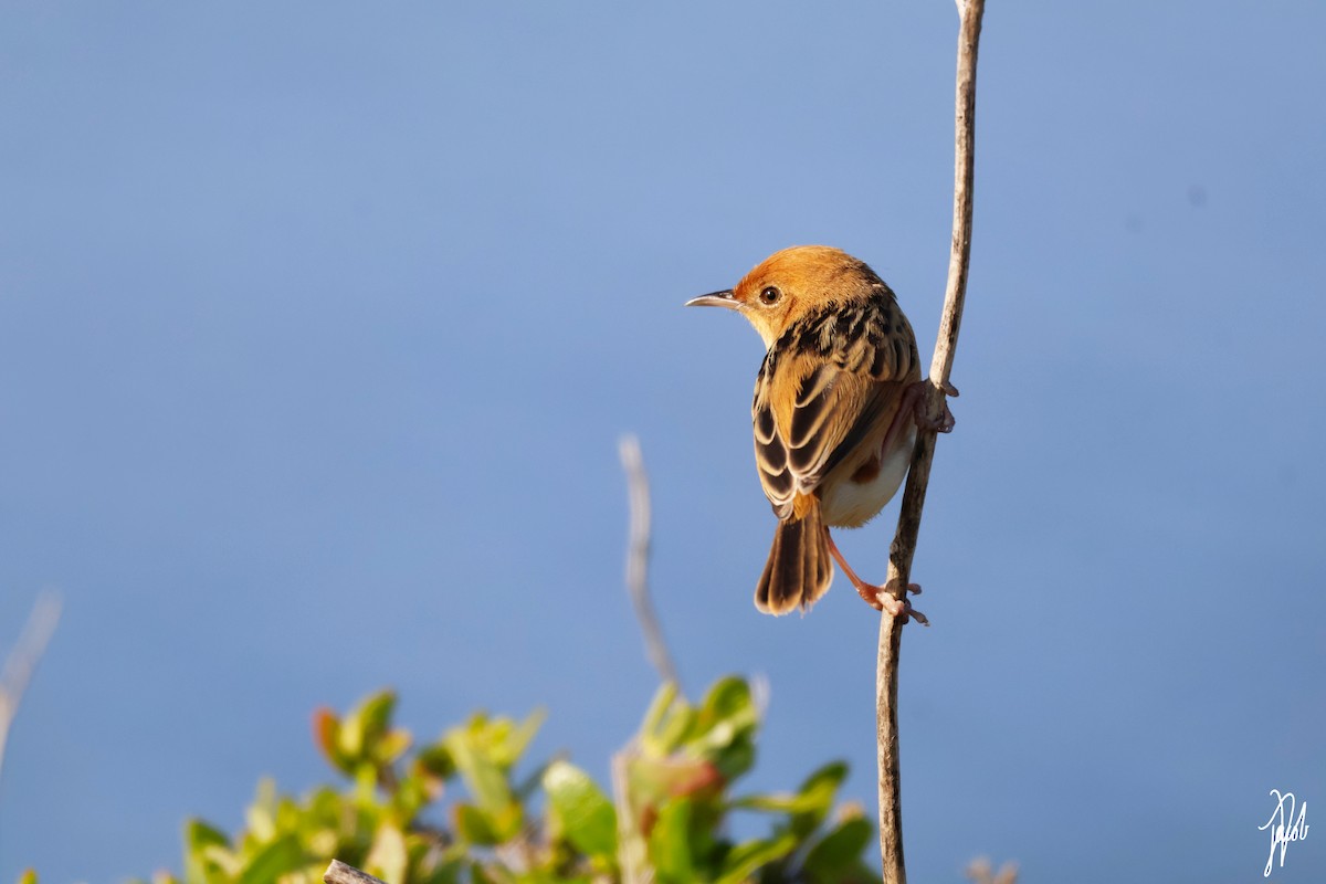 Golden-headed Cisticola - Jacob De Leo