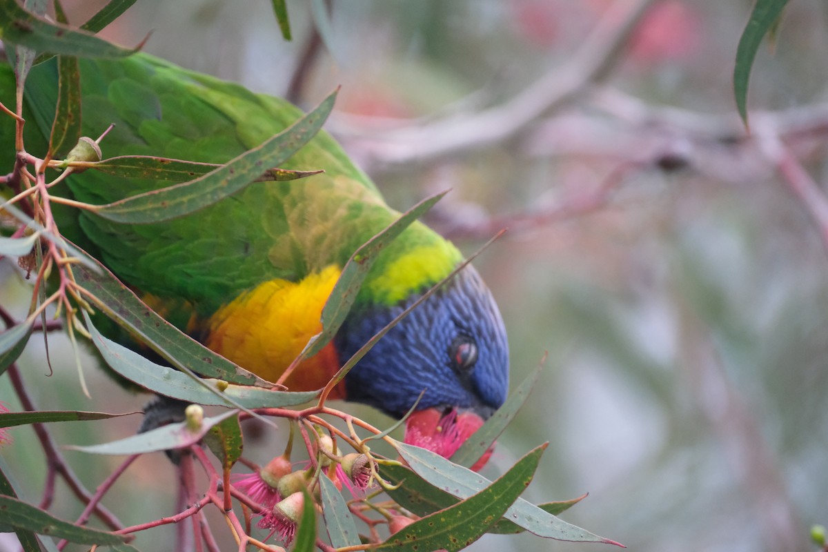 Rainbow Lorikeet - ML624204915