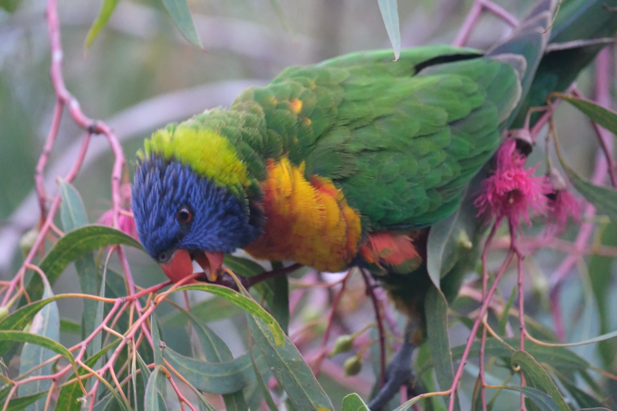 Rainbow Lorikeet - ML624204916