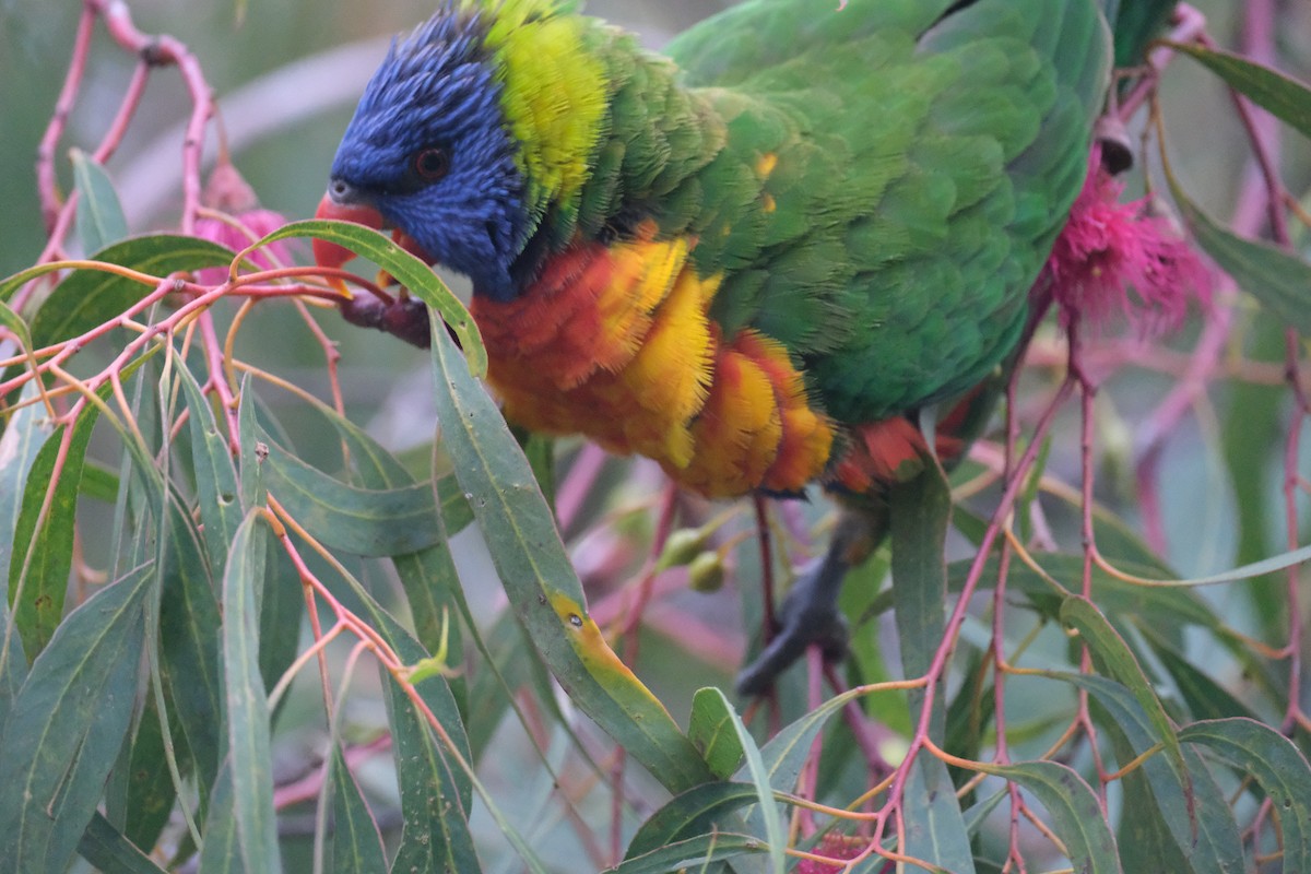 Rainbow Lorikeet - ML624204917