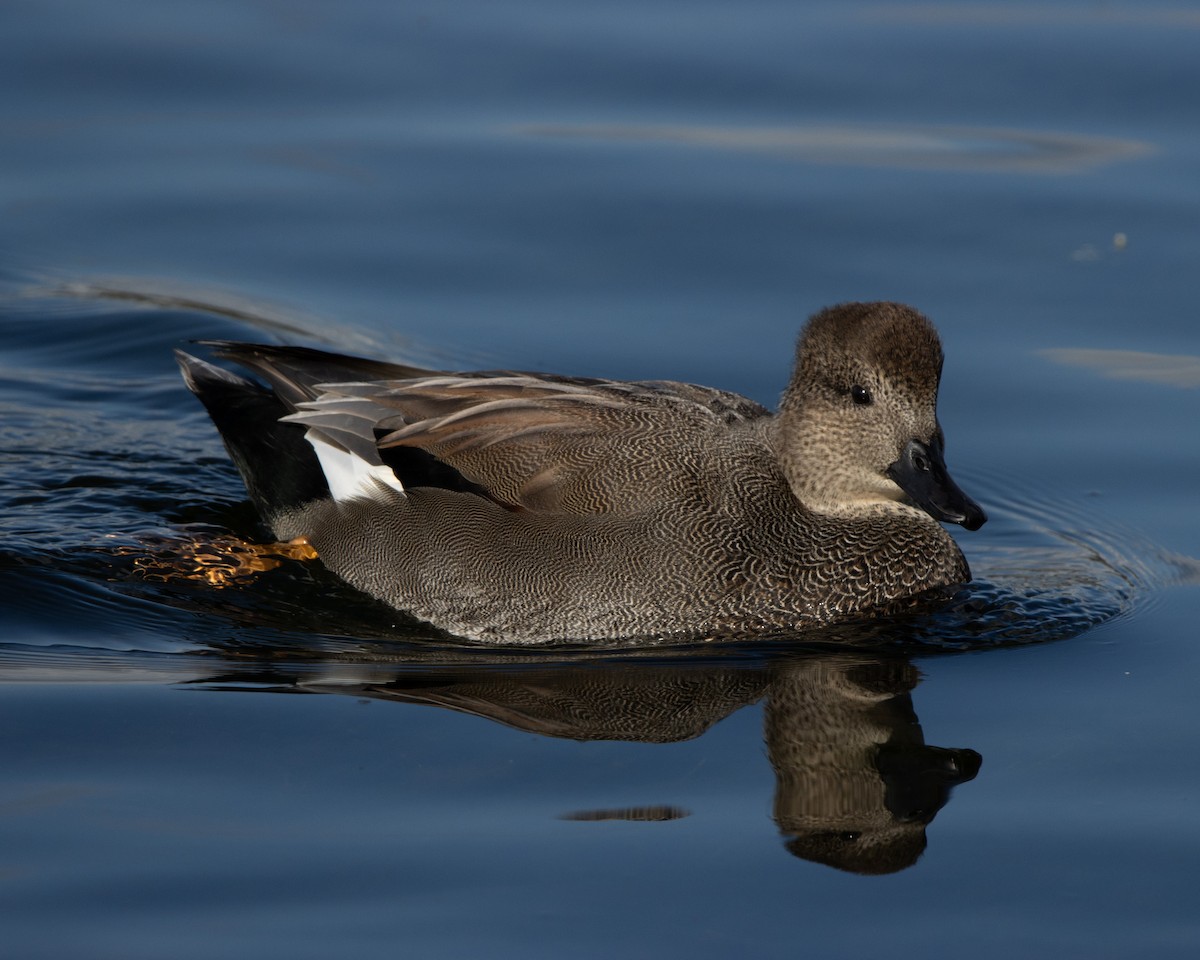 Gadwall - Zachary Rosenlund