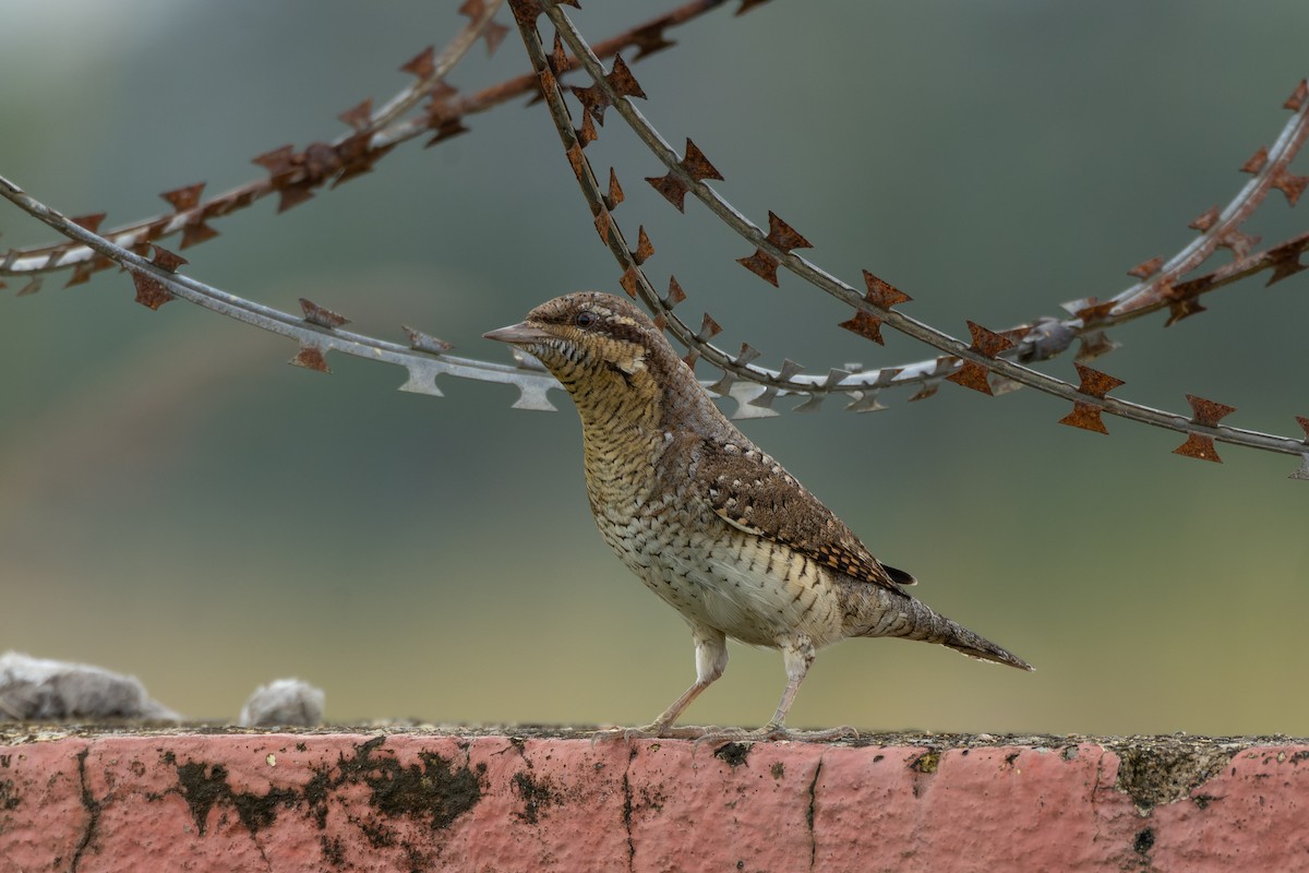 Eurasian Wryneck - ML624204921