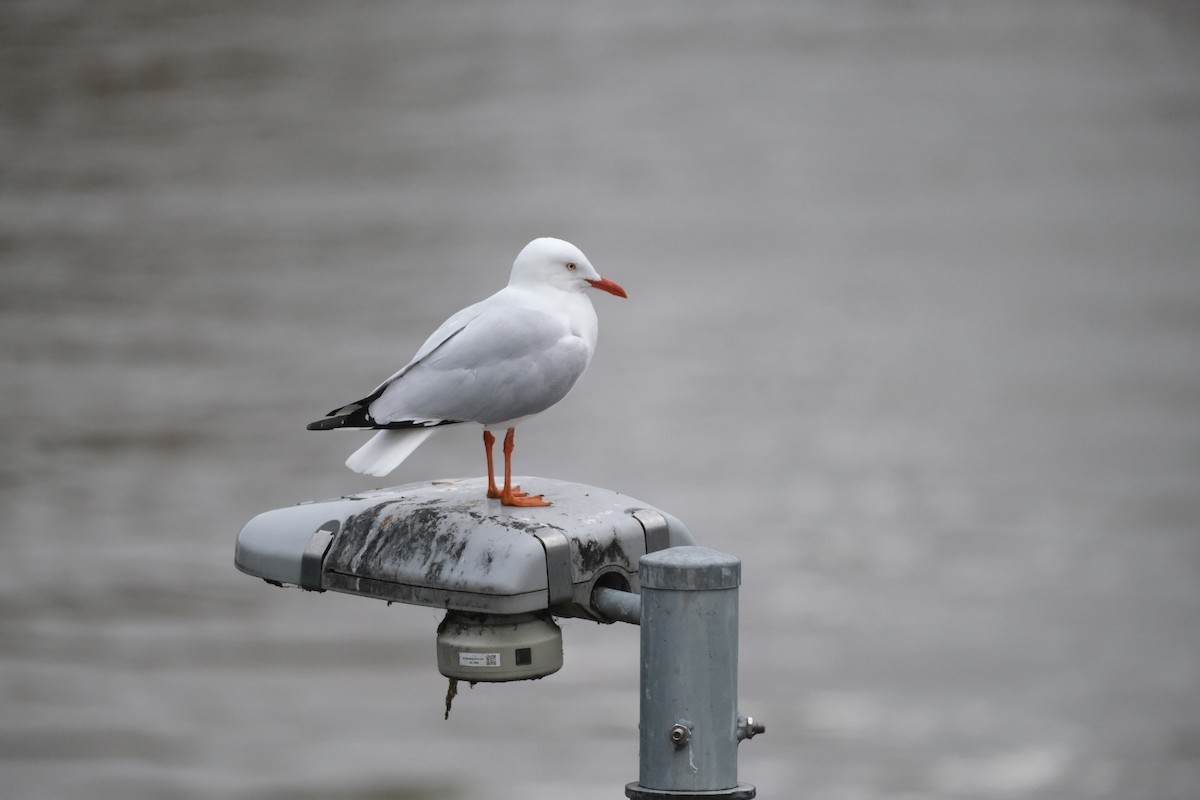 Silver Gull - ML624204922
