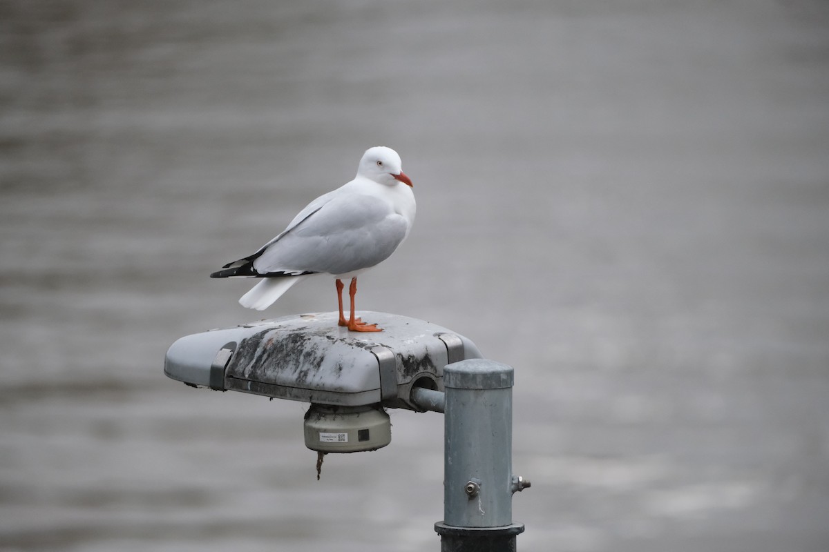 Silver Gull - ML624204923