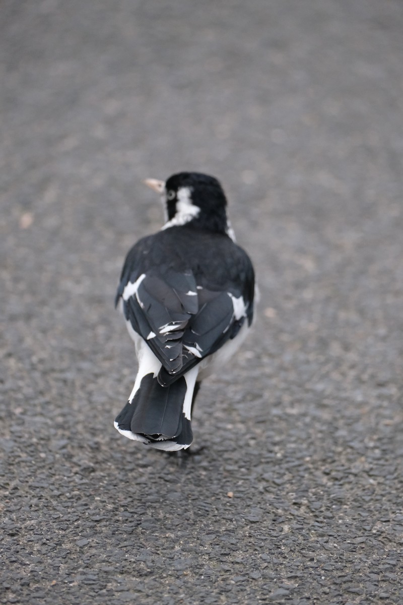 Magpie-lark - ML624204924