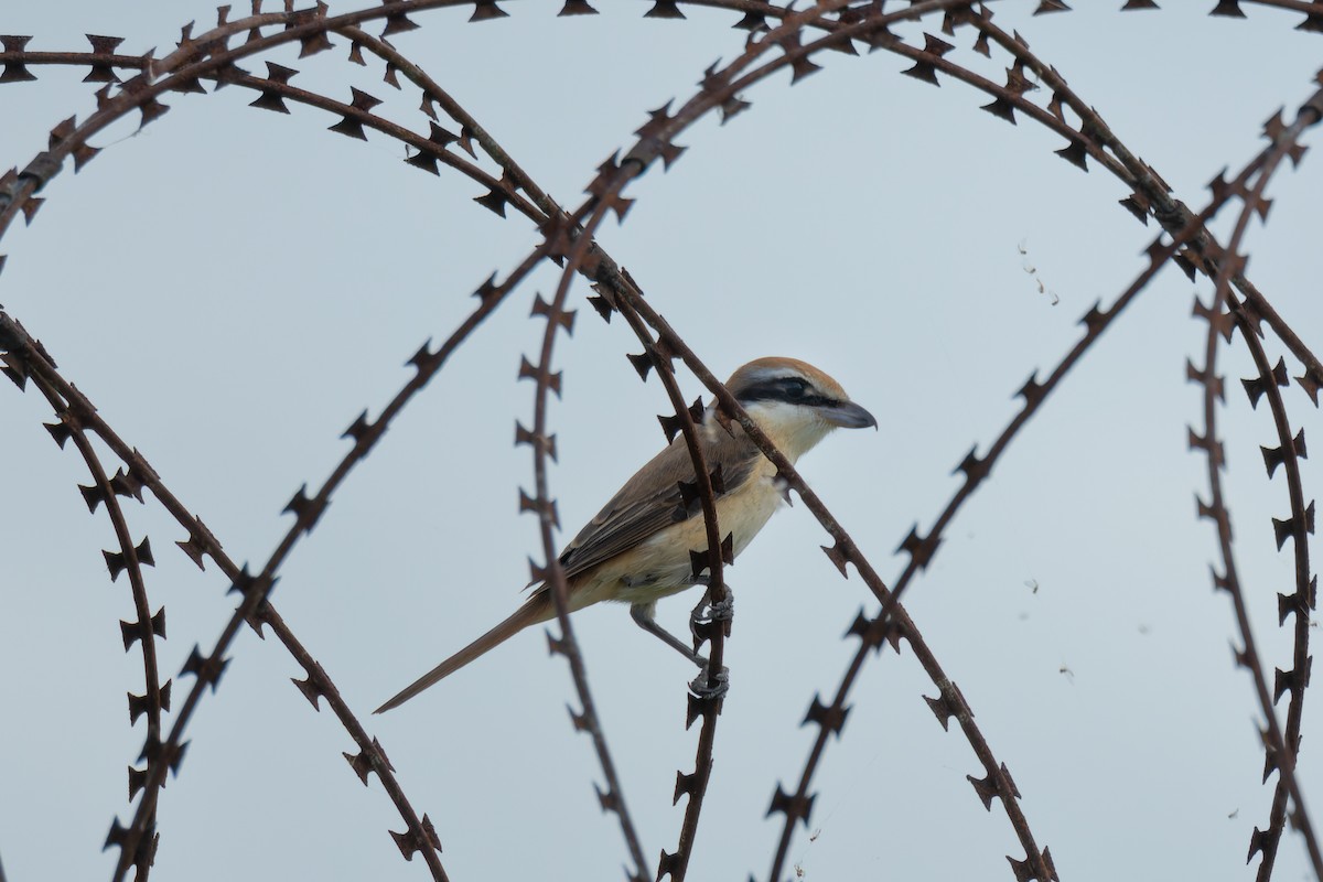 Brown Shrike - ML624204925