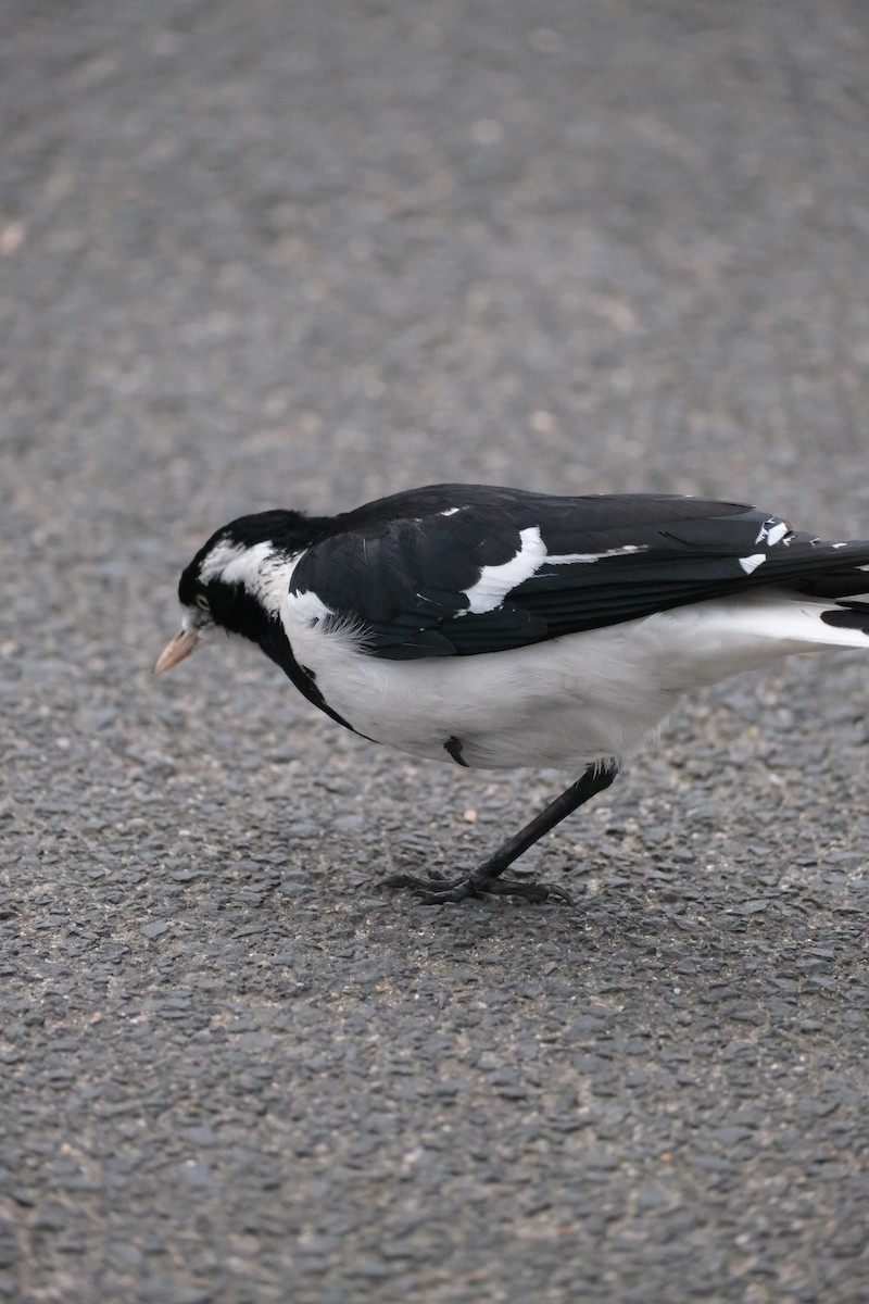 Magpie-lark - ML624204926
