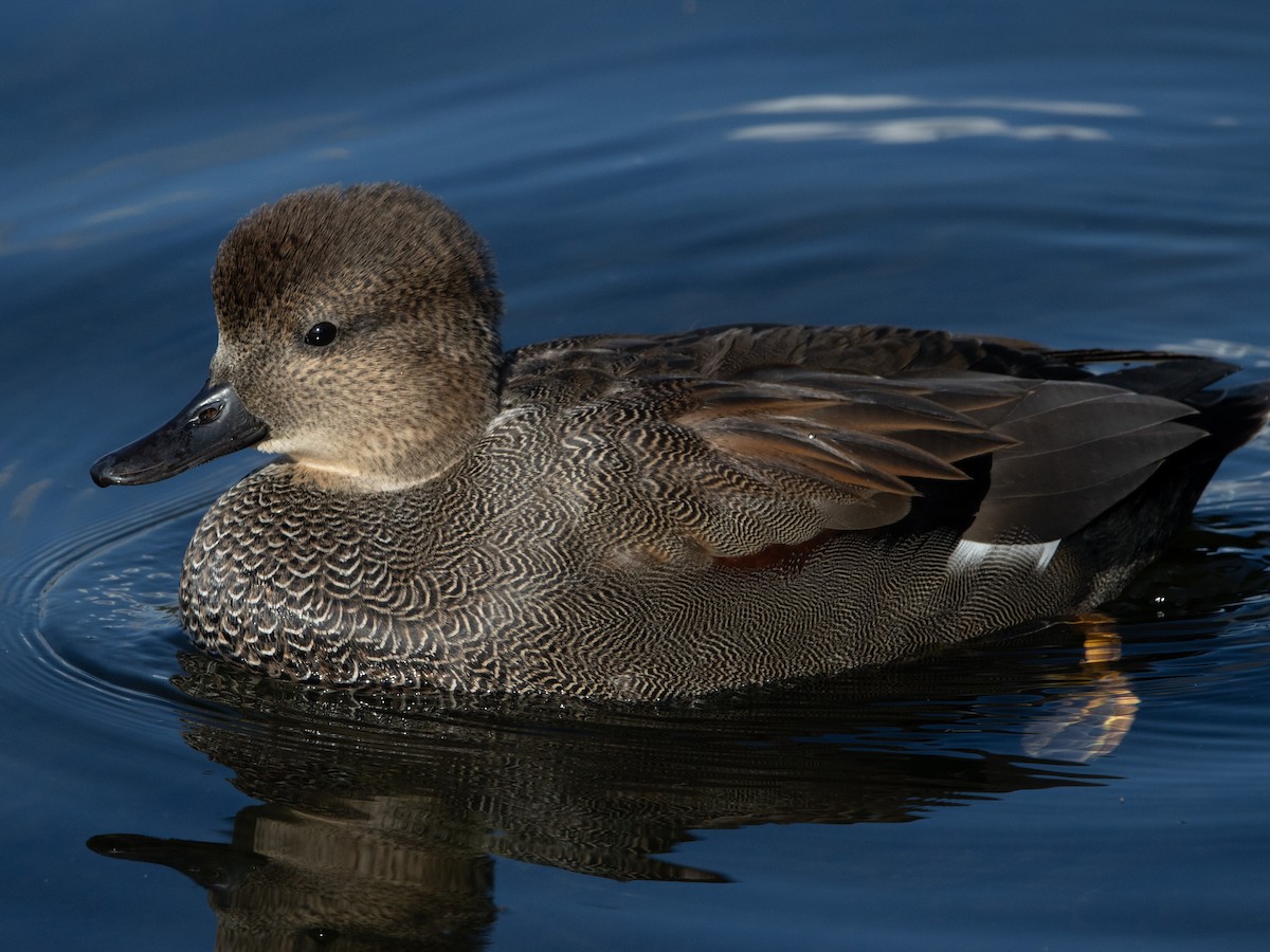 Gadwall - ML624204927