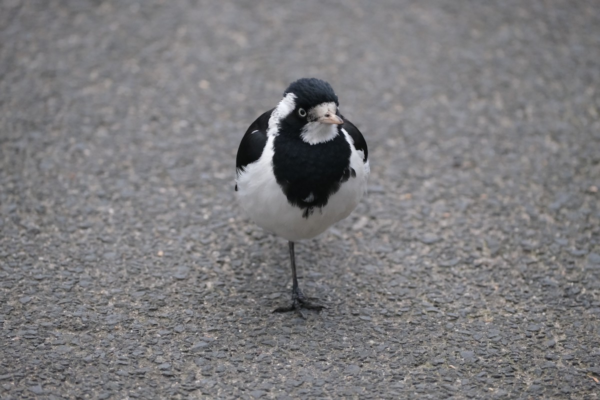 Magpie-lark - ML624204937