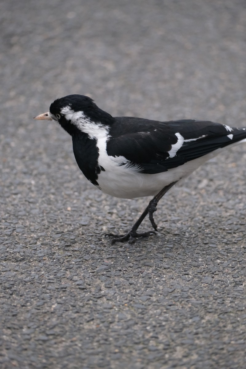 Magpie-lark - ML624204938