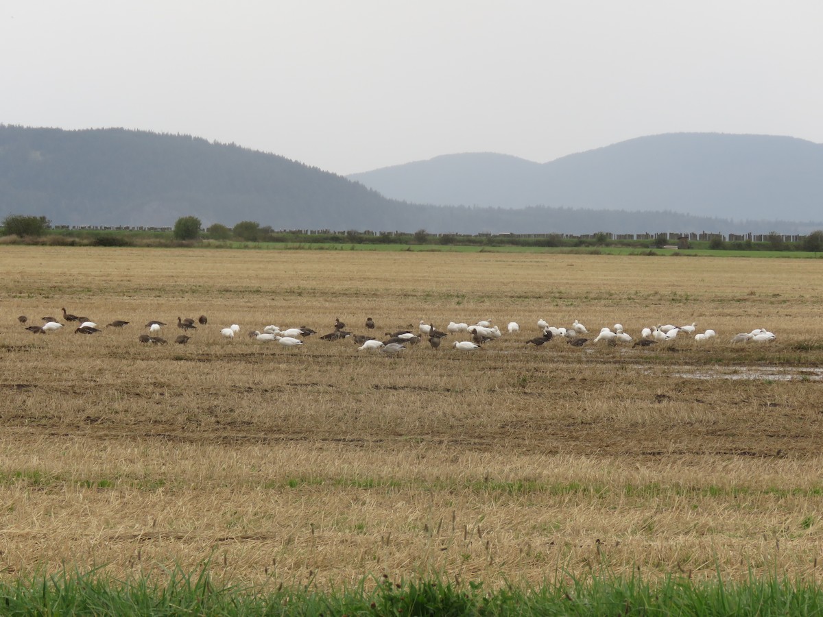 Greater White-fronted Goose - ML624204939