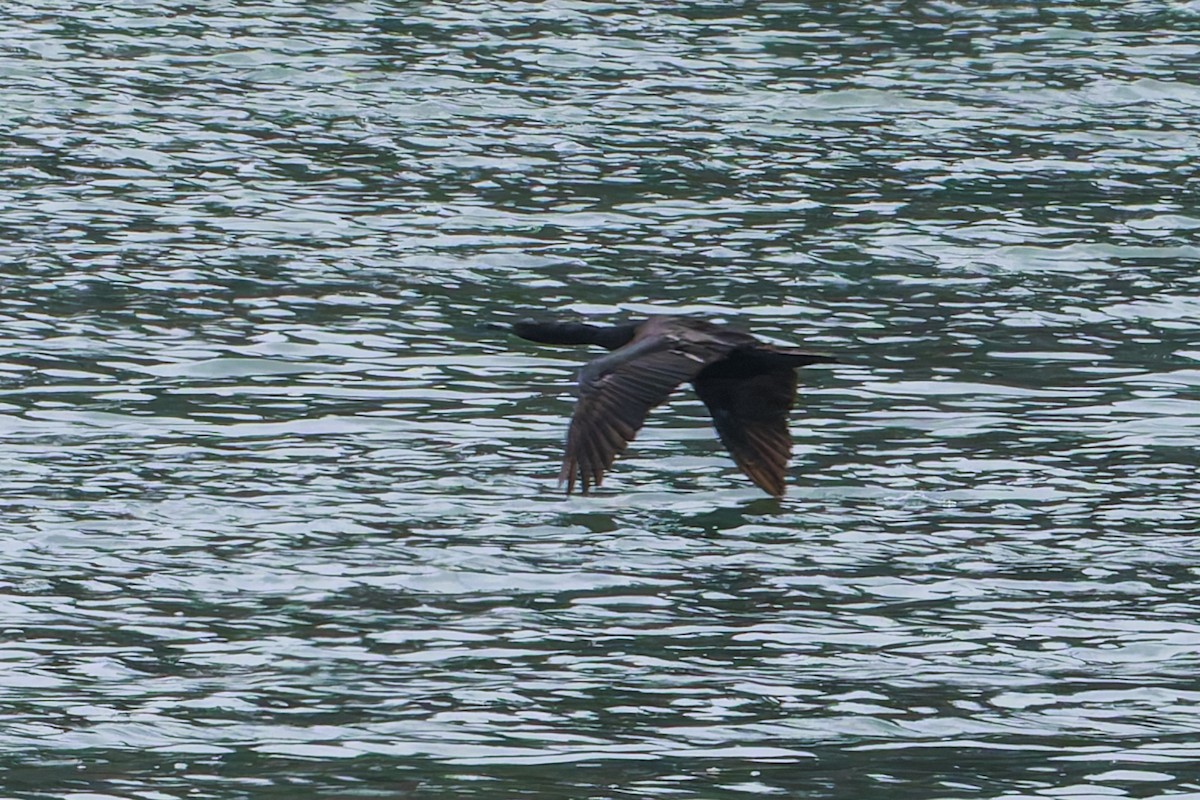 Pelagic Cormorant - Frank Dietze