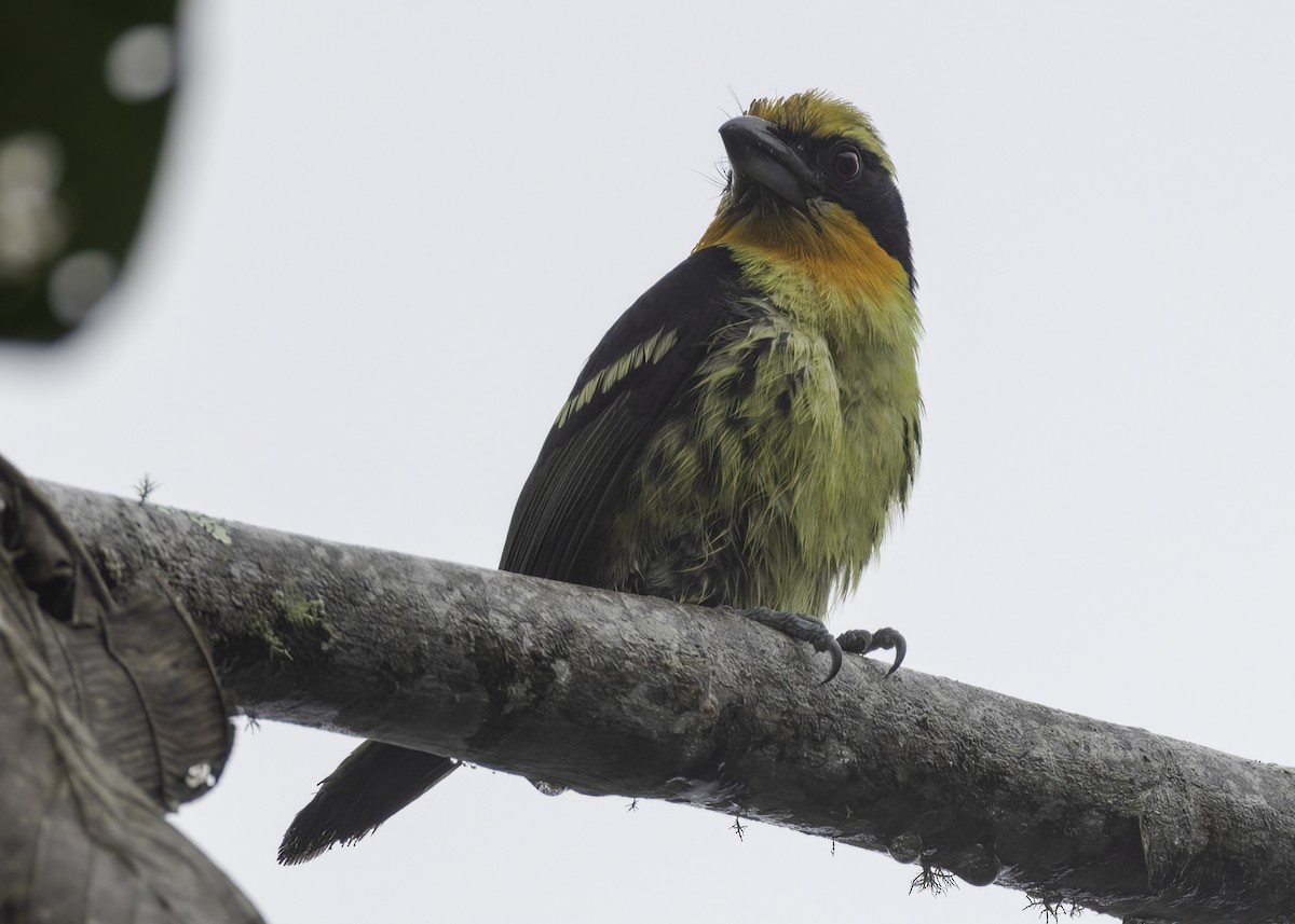 Gilded Barbet - ML624204975