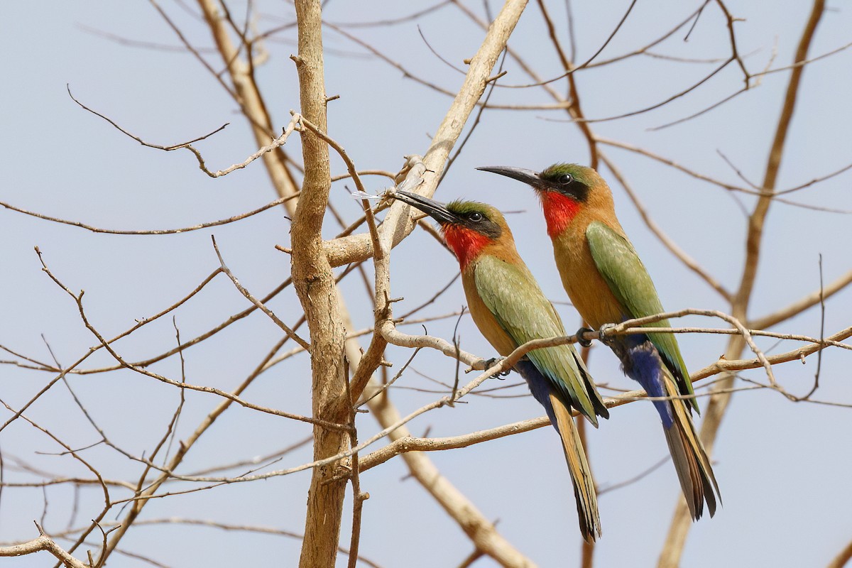 Red-throated Bee-eater - ML624204978