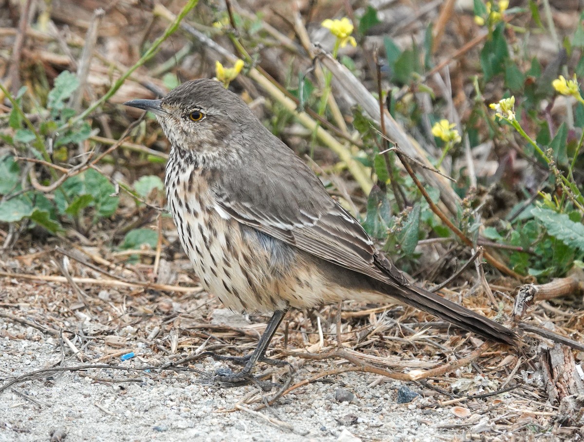 Sage Thrasher - ML624204979