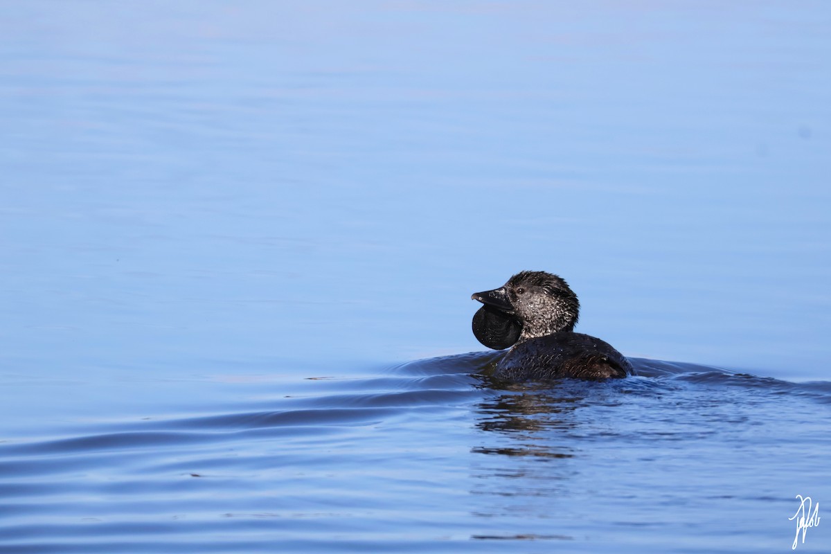 Musk Duck - ML624204987